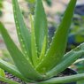 Aloe Vera - Aloe Barbadensis Miller