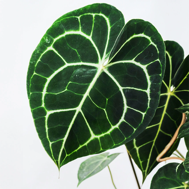 Anthurium Crystallinum - Crystal Anthurium