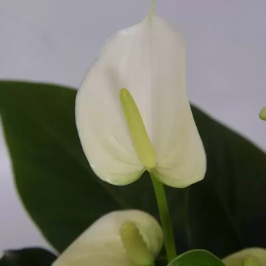 Anthurium - Flamingo Flower - Royal White Image