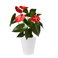 Anthurium - Flamingo Flower - Royal Red