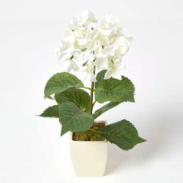 Hydrangea Macrophylla - Hortensia - Hydrangea White Flower