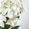 Hydrangea Macrophylla - Hortensia - Hydrangea White Flower