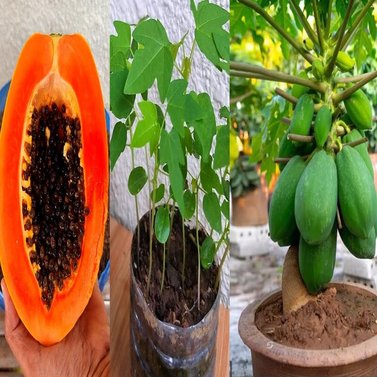 Papaya - Papita - Papaw - Carica Papaya