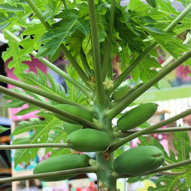 Papaya - Papita - Papaw - Carica Papaya