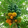 Papaya - Papita - Papaw - Carica Papaya