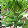 Papaya - Papita - Papaw - Carica Papaya