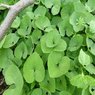 Wild Ginger -Asarum Canadense