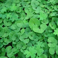 Wild Ginger -Asarum Canadense