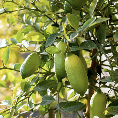 Australian Fingers Lime - Citrus Australasica - Caviar Lime