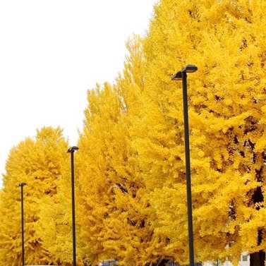 Ginkgo Biloba - Maidenhair Tree