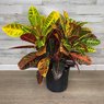 Croton - Codiaeum Variegatum