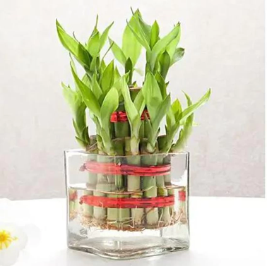 Lucky Bamboo - Friendship Bamboo - Chinese Bamboo - Dracaena Sanderiana