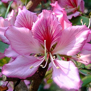 Kachnar-Bauhinia Blakeana - Medical Plant