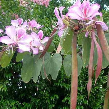 Kachnar-Bauhinia Blakeana - Medical Plant