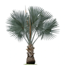 Bismarckia Palm - Bismark Palm- Bismarckia Palm - Nobilis Palm