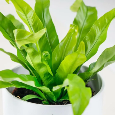 Bird’s-Nest Fern - Asplenium Nidus