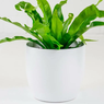 Bird’s-Nest Fern - Asplenium Nidus