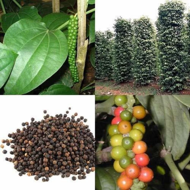 Black Pepper Vine - Piper Nigrum -  Kali Mirch - Peppercorn  -  Pepper