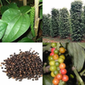 Black Pepper Vine - Piper Nigrum -  Kali Mirch - Peppercorn  -  Pepper