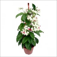 Bleeding Heart White Vine - Clerodendrum Thomsoniae