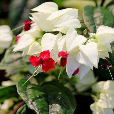 Bleeding Heart White Vine - Clerodendrum Thomsoniae