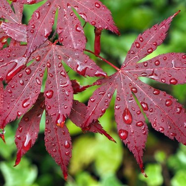 Japanese Maple - Bloodgood