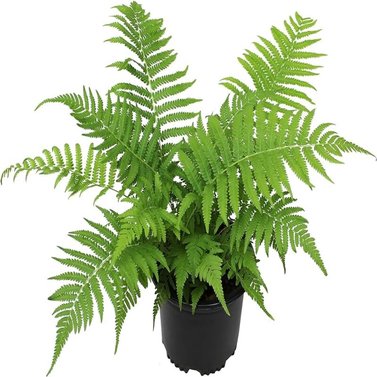 Fish Tail Fern -Nephrolepis Falcata Furcans-Boston Fern-Nephrolepis Exaltata