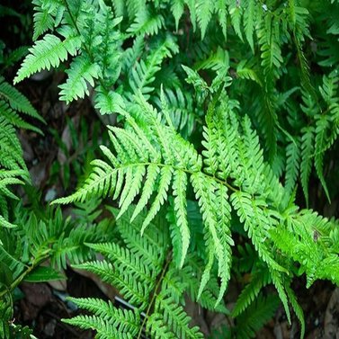 Fish Tail Fern -Nephrolepis Falcata Furcans-Boston Fern-Nephrolepis Exaltata