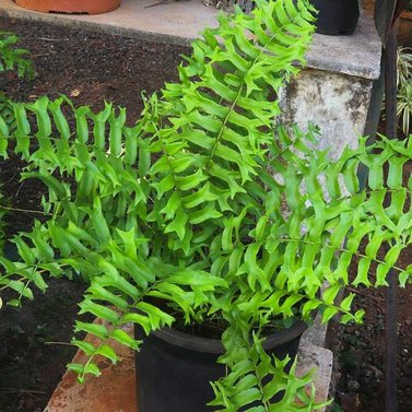 Fish Tail Fern -Nephrolepis Falcata Furcans-Boston Fern-Nephrolepis Exaltata