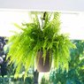 Fish Tail Fern -Nephrolepis Falcata Furcans-Boston Fern-Nephrolepis Exaltata