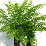 Fish Tail Fern -Nephrolepis Falcata Furcans-Boston Fern-Nephrolepis Exaltata