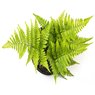 Fish Tail Fern -Nephrolepis Falcata Furcans-Boston Fern-Nephrolepis Exaltata