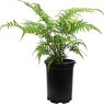 Fish Tail Fern -Nephrolepis Falcata Furcans-Boston Fern-Nephrolepis Exaltata