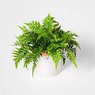 Fish Tail Fern -Nephrolepis Falcata Furcans-Boston Fern-Nephrolepis Exaltata