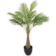 Bottle Palm-Hyophorbe Lagenicaulis