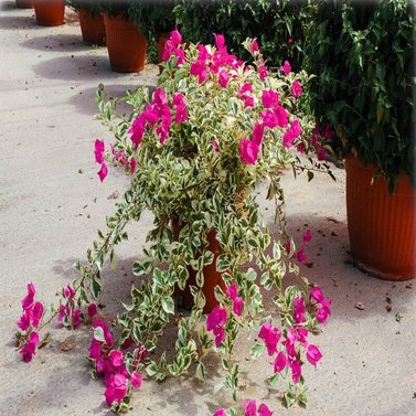 Bougainvillea Variegated - Climbers