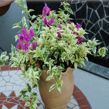 Bougainvillea Variegated - Climbers