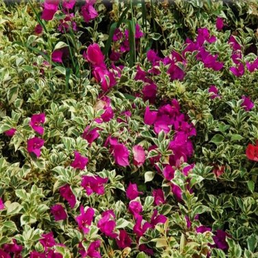 Bougainvillea Variegated - Climbers