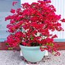 Bougainvillea Red - Vine-Climber