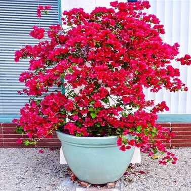 Bougainvillea Red - Vine-Climber