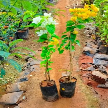 Bougainvillea White Vine-Climber