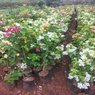 Bougainvillea White Vine-Climber