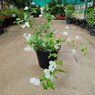 Bougainvillea White Vine-Climber