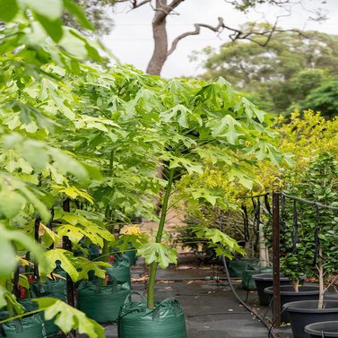 Brachychiton Acerifolius Illawara 'Flame Tree'