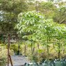 Brachychiton Acerifolius Illawara 'Flame Tree'