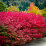 Burning Bush - Euonymus Alatus - Winged Spindle, Winged Euonymus