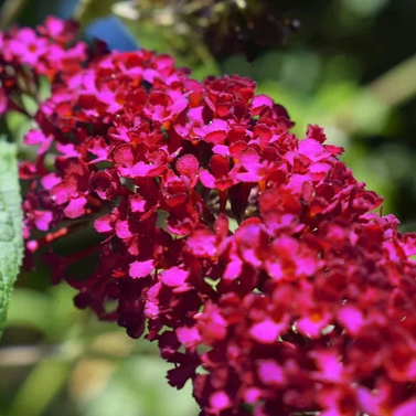 Butterfly Bush - Buddleia Davidii- Summer Lilac-Magnificent Colors