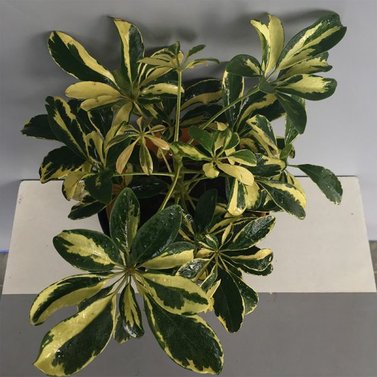 Schefflera Variegated-Umbrella plant- Variegated-Schefflera Arboricola Trinette