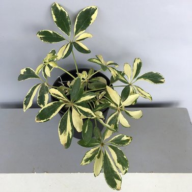 Schefflera Variegated-Umbrella plant- Variegated-Schefflera Arboricola Trinette