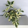 Schefflera Variegated-Umbrella plant- Variegated-Schefflera Arboricola Trinette